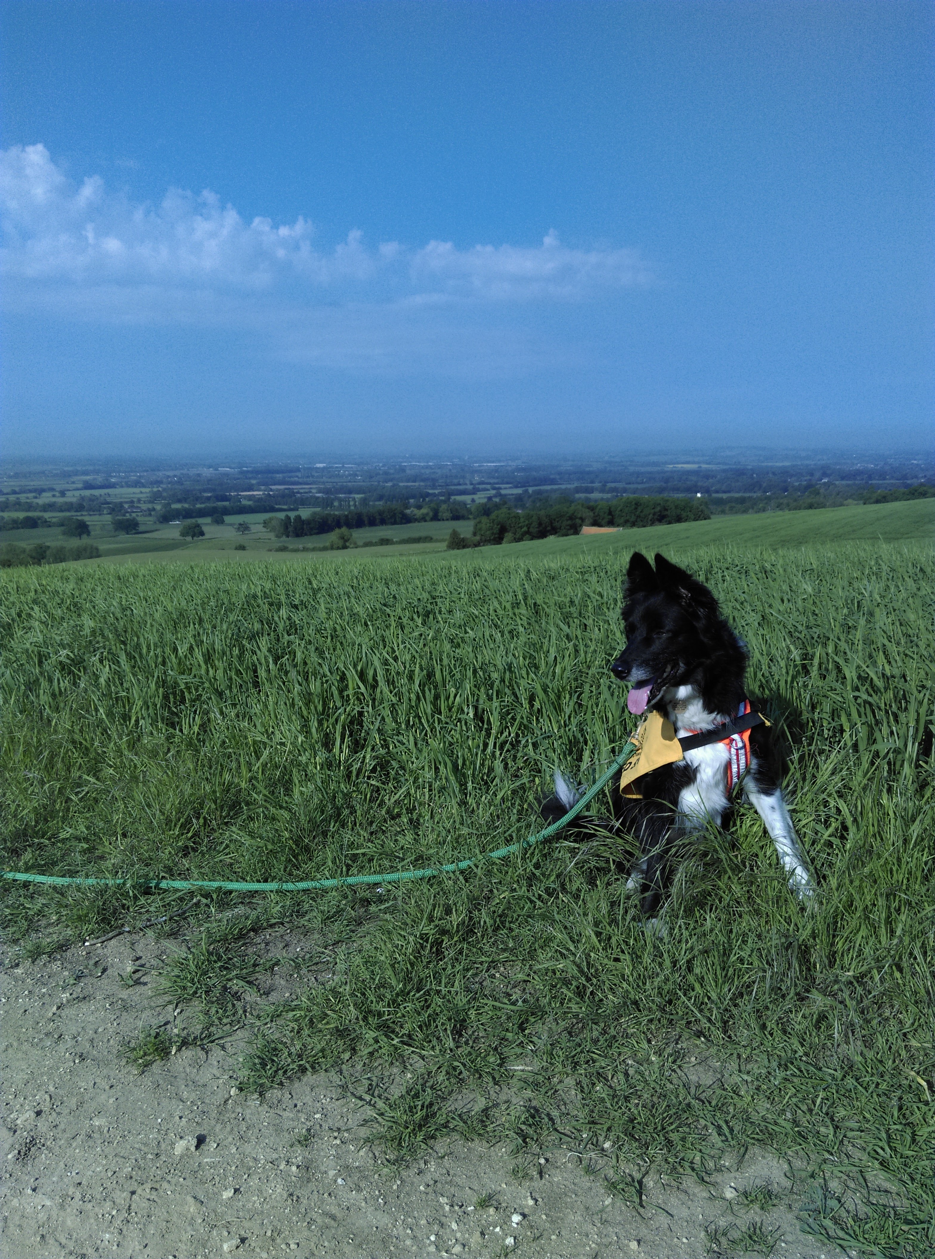 Dogs in the Countryside